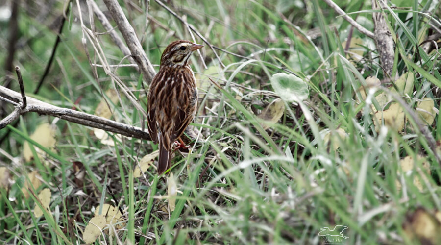 A song sparrow sits low in the underbrush and scouts out the area.
