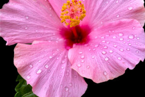 A perfect pink hibiscus flower almost glows after a rain shower.