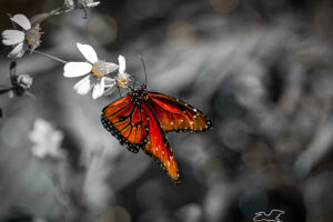 A beautifully orange queen butterfly hangs from a blackjack flower as it feeds.