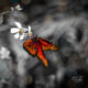 The Beautiful Queen Butterfly is Deserving of her Majestic Name