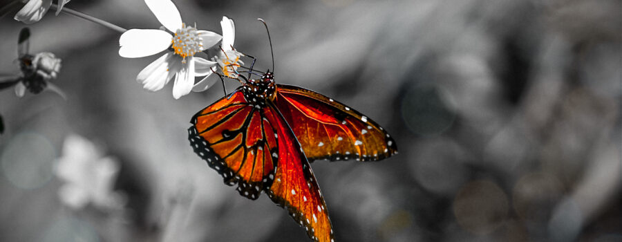 A beautifully orange queen butterfly hangs from a blackjack flower as it feeds.
