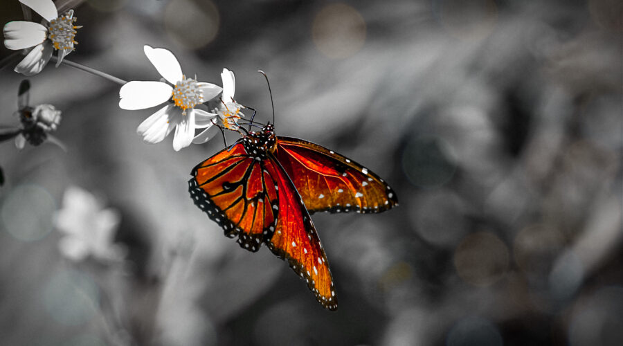 A beautifully orange queen butterfly hangs from a blackjack flower as it feeds.