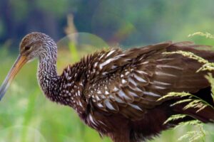 Brown and white limpkins are very interesting birds.