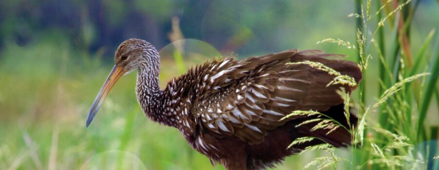 Brown and white limpkins are very interesting birds.