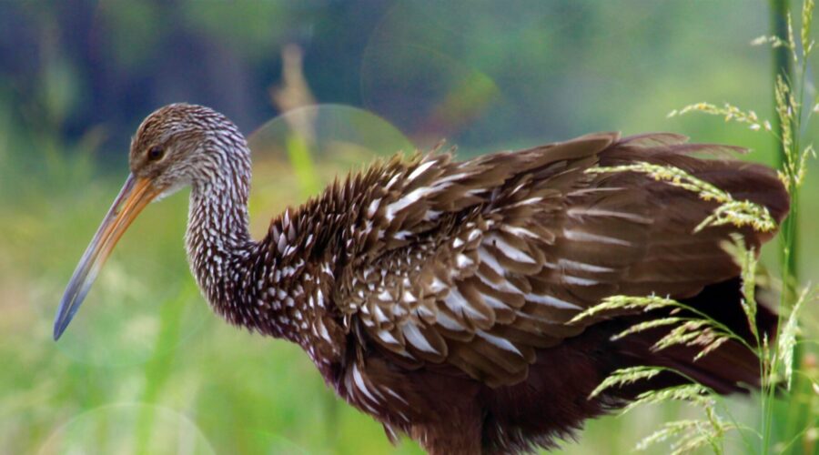 Brown and white limpkins are very interesting birds.