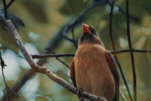 A beautiful female northern cardinal relaxes for a few minutes of peace and quiet. She never completely stops being alert, though.