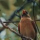 A Beautiful Cardinal Takes a Much Earned Rest