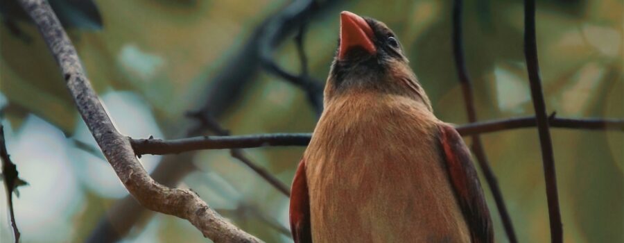 A beautiful female northern cardinal relaxes for a few minutes of peace and quiet. She never completely stops being alert, though.