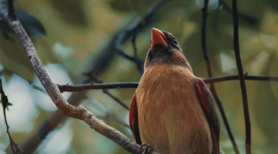 A beautiful female northern cardinal relaxes for a few minutes of peace and quiet. She never completely stops being alert, though.