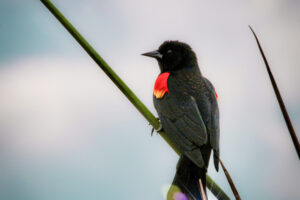 A male red winged blackbird perches in the reeds as he takes a short break from singing.