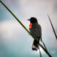 Red Winged Blackbirds Love Living in the Reeds