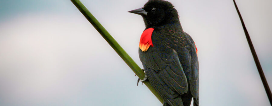 A male red winged blackbird perches in the reeds as he takes a short break from singing.