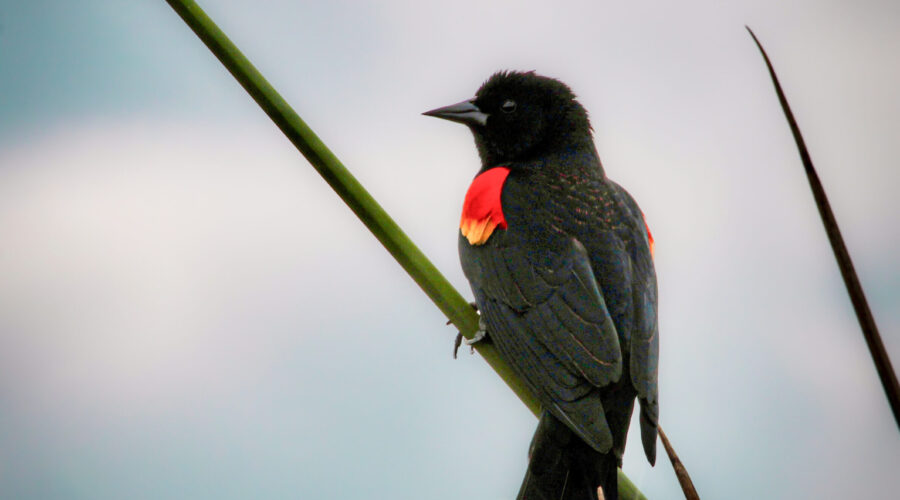 A male red winged blackbird perches in the reeds as he takes a short break from singing.