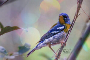 A very handsome Northern Parula strikes a beautiful pose as he flits around in the trees looking for food.