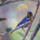 Northern Parulas are Beautiful and Colorful Little Birds