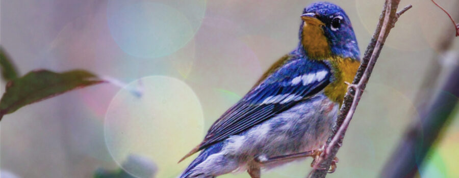 A very handsome Northern Parula strikes a beautiful pose as he flits around in the trees looking for food.