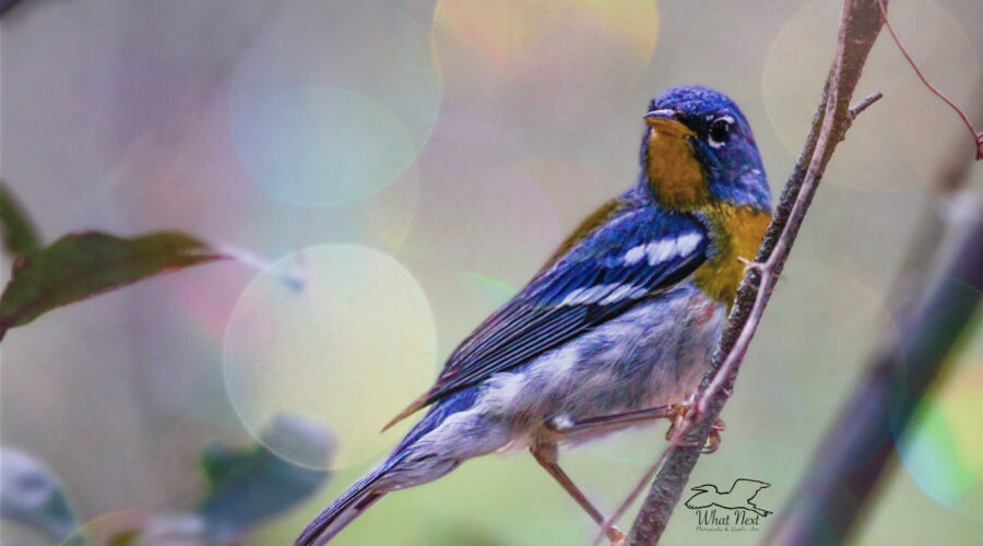 A very handsome Northern Parula strikes a beautiful pose as he flits around in the trees looking for food.