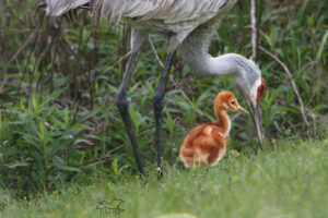 A young Sandhill crane colt comes out of hiding in the underbrush to enjoy a spot of lunch with his mother.