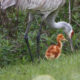 There is Nothing Cuter Than a Baby Sandhill Crane