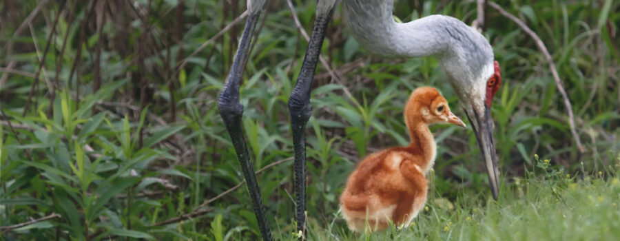 A young Sandhill crane colt comes out of hiding in the underbrush to enjoy a spot of lunch with his mother.