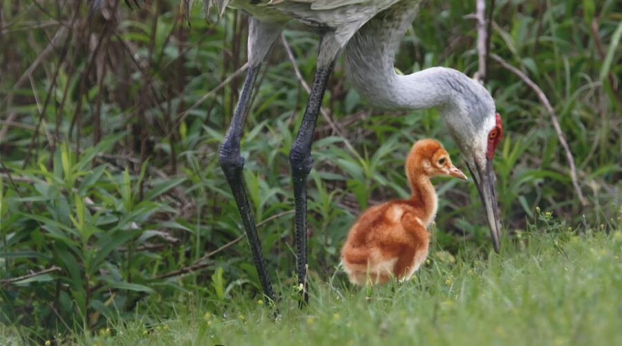 A young Sandhill crane colt comes out of hiding in the underbrush to enjoy a spot of lunch with his mother.