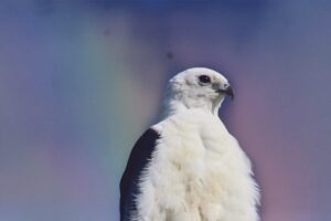 A swallowtailed kite perches on a snag as the early morning sun begins to rise, coloring the clouds behind it.