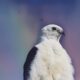 It Was Really Lucky to See This Beautiful Swallowtail Kite