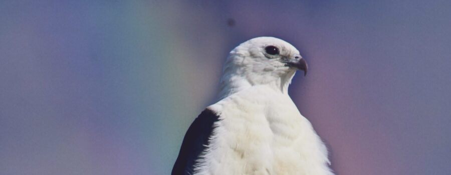 A swallowtailed kite perches on a snag as the early morning sun begins to rise, coloring the clouds behind it.