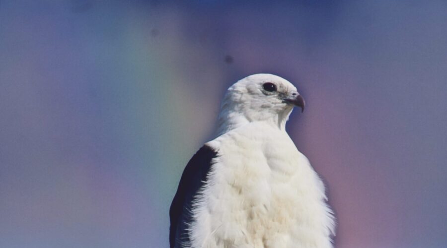 A swallowtailed kite perches on a snag as the early morning sun begins to rise, coloring the clouds behind it.