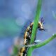 Gulf Fritillary Caterpillars Love Passion Fruit Vines