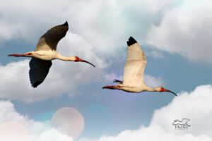 A pair of white ibis fly towards their roosting spot near the end of the day.