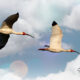 White Ibis Love to Roost in Groups