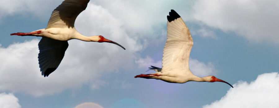 A pair of white ibis fly towards their roosting spot near the end of the day.