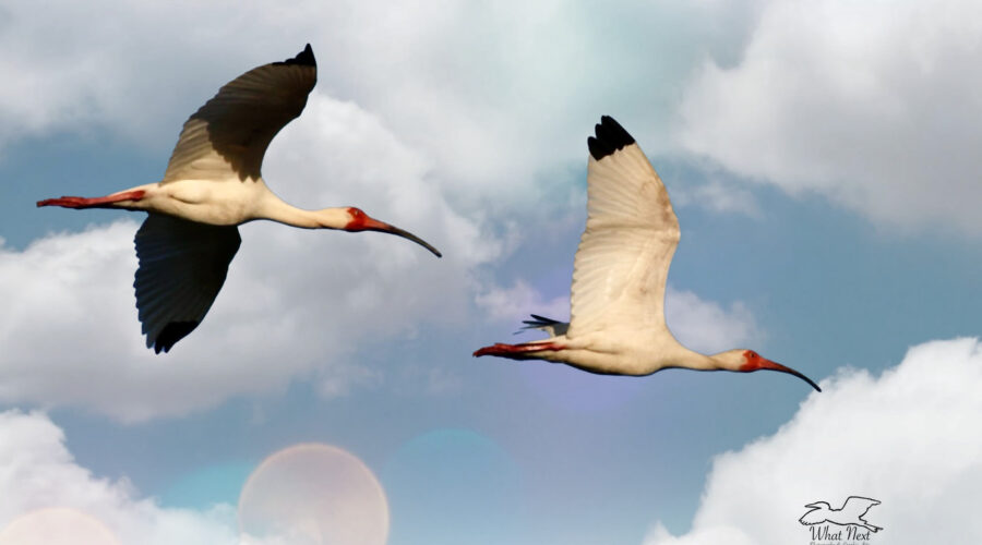 A pair of white ibis fly towards their roosting spot near the end of the day.