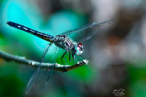A young male blue dasher is starting to change from immature to mature coloration.