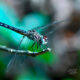 Male Blue Dashers are Very Beautiful When Changing Colors