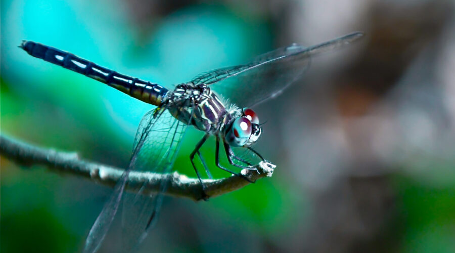 A young male blue dasher is starting to change from immature to mature coloration.