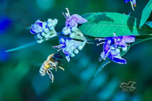 A honey bee flies by on its way from one set of chaste tree flowers to another.
