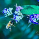 Beautiful Chaste Tree Flowers are Very Attractive to Pollinators