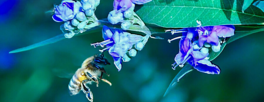 A honey bee flies by on its way from one set of chaste tree flowers to another.