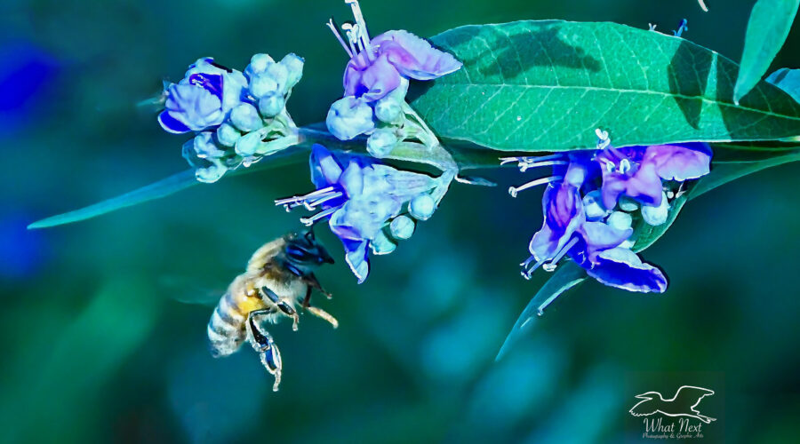 A honey bee flies by on its way from one set of chaste tree flowers to another.