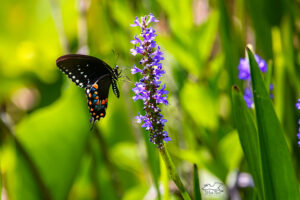A spicebush swallowtail butterfly lands on a stalk of pickerel weed.