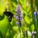 Butterflies Love the Beautiful Flowers of the Pickerel Weed