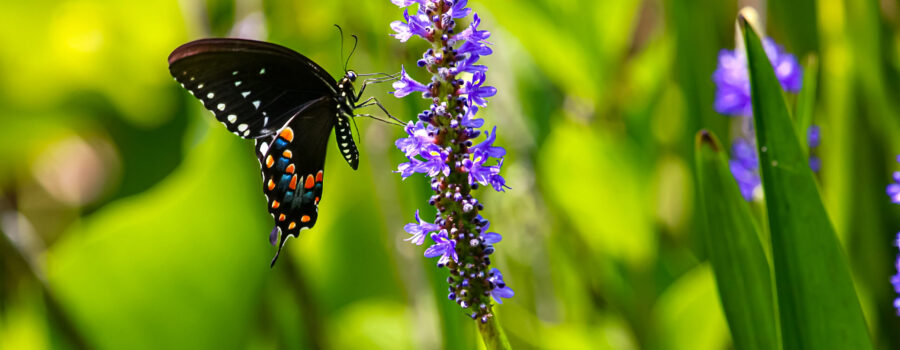 A spicebush swallowtail butterfly lands on a stalk of pickerel weed.