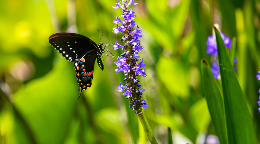 A spicebush swallowtail butterfly lands on a stalk of pickerel weed.