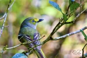 A colorful white eyed vireo hops from branch to branch, stopping briefly to look for insects to eat.