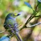 The Beautiful White Eyed Vireo is a Florida Resident