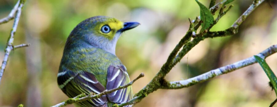A colorful white eyed vireo hops from branch to branch, stopping briefly to look for insects to eat.