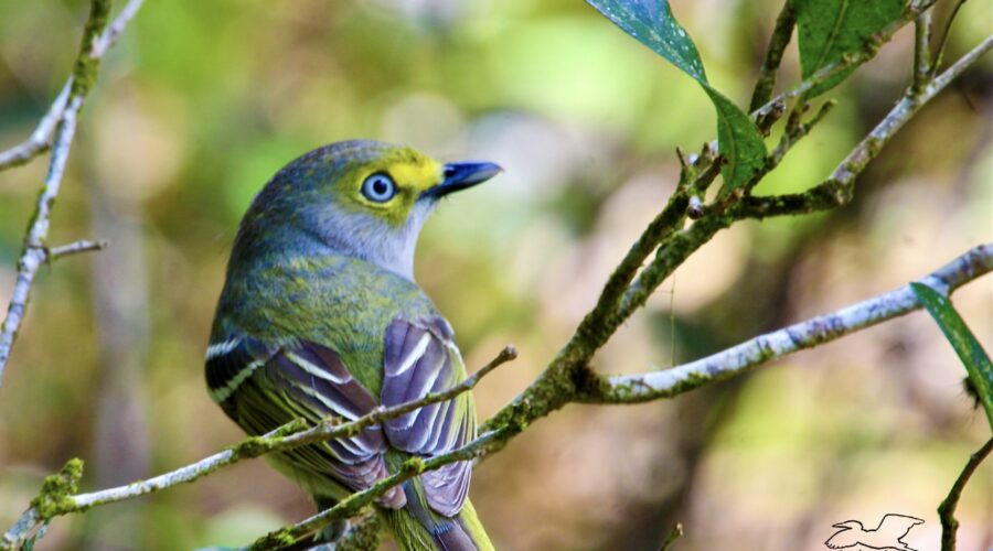 A colorful white eyed vireo hops from branch to branch, stopping briefly to look for insects to eat.