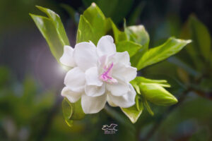 A beautiful gardenia reaches peak bloom in late April.